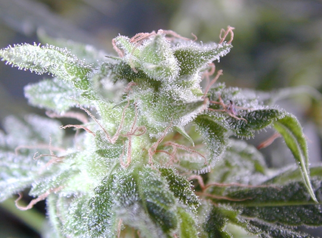 bud-marijuana-gallery-greenthumbseedspg_grenadine-001 bud-marijuana-gallery-greenthumbseedspg_grenadine-001