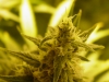 bud-marijuana-gallery-greenthumbseedspg_grenadine-002 bud-marijuana-gallery-greenthumbseedspg_grenadine-002