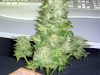 bud-marijuana-gallery-greenthumbseedspg_grenadine-003 bud-marijuana-gallery-greenthumbseedspg_grenadine-003