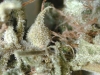 bud-marijuana-gallery-greenthumbseedspg_grenadine bud-marijuana-gallery-greenthumbseedspg_grenadine