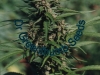 bud-marijuana-gallery-greenthumbseedspg_huron bud-marijuana-gallery-greenthumbseedspg_huron