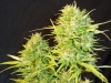 bud-marijuana-gallery-greenthumbseedspg_iranianautoflower bud-marijuana-gallery-greenthumbseedspg_iranianautoflower