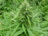 bud-marijuana-gallery-greenthumbseedspg_iraniang13 bud-marijuana-gallery-greenthumbseedspg_iraniang13