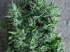 bud-marijuana-gallery-greenthumbseedspg_jazz-001 bud-marijuana-gallery-greenthumbseedspg_jazz-001
