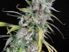 bud-marijuana-gallery-greenthumbseedspg_jazz bud-marijuana-gallery-greenthumbseedspg_jazz