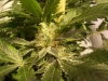 bud-marijuana-gallery-greenthumbseedspg_kashmiri bud-marijuana-gallery-greenthumbseedspg_kashmiri