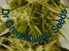 bud-marijuana-gallery-greenthumbseedspg_millennium-002 bud-marijuana-gallery-greenthumbseedspg_millennium-002