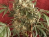 bud-marijuana-gallery-greenthumbseedspg_millennium-003 bud-marijuana-gallery-greenthumbseedspg_millennium-003