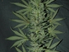 bud-marijuana-gallery-greenthumbseedspg_millennium-004 bud-marijuana-gallery-greenthumbseedspg_millennium-004