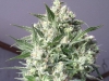 bud-marijuana-gallery-greenthumbseedspg_millennium-005 bud-marijuana-gallery-greenthumbseedspg_millennium-005