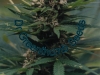 bud-marijuana-gallery-greenthumbseedspg_niagara-001 bud-marijuana-gallery-greenthumbseedspg_niagara-001