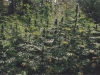 bud-marijuana-gallery-greenthumbseedspg_niagaragarden bud-marijuana-gallery-greenthumbseedspg_niagaragarden
