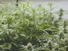 bud-marijuana-gallery-greenthumbseedspg_niagarahuronclones bud-marijuana-gallery-greenthumbseedspg_niagarahuronclones
