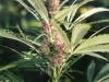 bud-marijuana-gallery-greenthumbseedspg_niagaraxshiva-002 bud-marijuana-gallery-greenthumbseedspg_niagaraxshiva-002