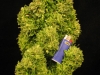 bud-marijuana-gallery-greenthumbseedspg_ohzone-001 bud-marijuana-gallery-greenthumbseedspg_ohzone-001