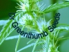 bud-marijuana-gallery-greenthumbseedspg_swaziyoungfemale bud-marijuana-gallery-greenthumbseedspg_swaziyoungfemale