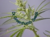 bud-marijuana-gallery-greenthumbseedspg_swaziyoungmale bud-marijuana-gallery-greenthumbseedspg_swaziyoungmale