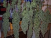 bud-marijuana-gallery-greenthumbseedspg_thedope-001 bud-marijuana-gallery-greenthumbseedspg_thedope-001