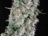 bud-marijuana-gallery-greenthumbseedspg_thedope bud-marijuana-gallery-greenthumbseedspg_thedope