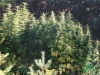 bud-marijuana-gallery-greenthumbseedspg_theniagaragarden bud-marijuana-gallery-greenthumbseedspg_theniagaragarden