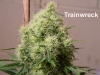 bud-marijuana-gallery-greenthumbseedspg_trainwreck-001 bud-marijuana-gallery-greenthumbseedspg_trainwreck-001