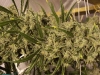 bud-marijuana-gallery-greenthumbseedspg_trainwreck bud-marijuana-gallery-greenthumbseedspg_trainwreck