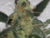 bud-marijuana-gallery-greenthumbseedspg_y2k-001 bud-marijuana-gallery-greenthumbseedspg_y2k-001