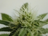 bud-marijuana-gallery-greenthumbseedspg_youngniagaraclone bud-marijuana-gallery-greenthumbseedspg_youngniagaraclone