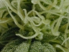 bud-marijuana-gallery-greenthumbseedspg_youngniagaraclonecloseup bud-marijuana-gallery-greenthumbseedspg_youngniagaraclonecloseup