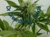 bud-marijuana-gallery-greenthumbseedspg_youngniagaraclones-001 bud-marijuana-gallery-greenthumbseedspg_youngniagaraclones-001