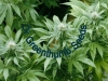 bud-marijuana-gallery-greenthumbseedspg_youngniagaraclones-002 bud-marijuana-gallery-greenthumbseedspg_youngniagaraclones-002