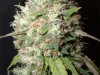 bud-marijuana-gallery-greenthumbseedsphoto066_endlesssky bud-marijuana-gallery-greenthumbseedsphoto066_endlesssky