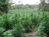 bud-marijuana-gallery-growing_marijuana_outdoors bud-marijuana-gallery-growing_marijuana_outdoors