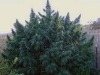 bud-marijuana-gallery-happy-outdoor-mix bud-marijuana-gallery-happy-outdoor-mix
