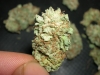 bud-marijuana-gallery-harvest7 bud-marijuana-gallery-harvest7