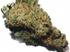 bud-marijuana-gallery-hawaii-skunk-bud-pic bud-marijuana-gallery-hawaii-skunk-bud-pic