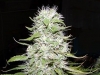 bud-marijuana-gallery-hawaii-skunk bud-marijuana-gallery-hawaii-skunk