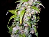 bud-marijuana-gallery-haze bud-marijuana-gallery-haze