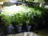 bud-marijuana-gallery-hydroponic_marijuana bud-marijuana-gallery-hydroponic_marijuana