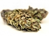 bud-marijuana-gallery-ice-o-lator-special-feminized-bud-pic bud-marijuana-gallery-ice-o-lator-special-feminized-bud-pic