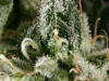 bud-marijuana-gallery-ice-o-lator-special-feminized bud-marijuana-gallery-ice-o-lator-special-feminized