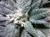 bud-marijuana-gallery-img00147-20110310-0216-558x418 bud-marijuana-gallery-img00147-20110310-0216-558x418