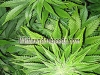 bud-marijuana-gallery-indoor-mix-feminized bud-marijuana-gallery-indoor-mix-feminized