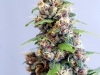 bud-marijuana-gallery-le-fruit-defendu bud-marijuana-gallery-le-fruit-defendu