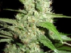 bud-marijuana-gallery-lemon-ice bud-marijuana-gallery-lemon-ice