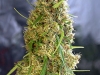 bud-marijuana-gallery-light-of-jah-feminized bud-marijuana-gallery-light-of-jah-feminized