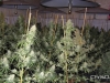bud-marijuana-gallery-marijuana-grow-op bud-marijuana-gallery-marijuana-grow-op