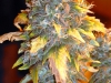 bud-marijuana-gallery-marijuana-pictures-6 bud-marijuana-gallery-marijuana-pictures-6