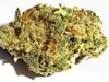 bud-marijuana-gallery-maroc-skunk-special-bud-pic bud-marijuana-gallery-maroc-skunk-special-bud-pic