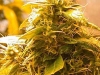bud-marijuana-gallery-maroc-skunk-special bud-marijuana-gallery-maroc-skunk-special